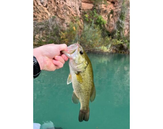 Spaanse bellyboat Black Bass