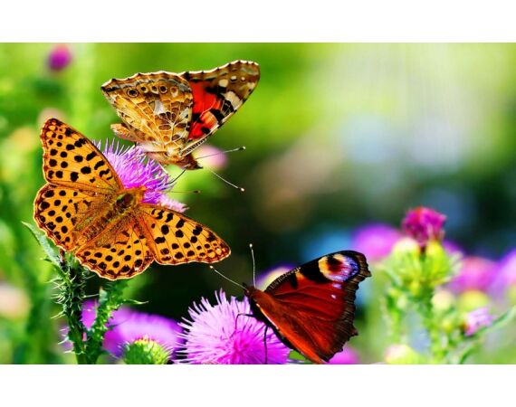 Fauna goes Madagascar! jan 27