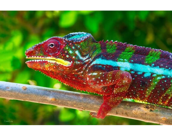 Fauna goes Madagascar! jan 27