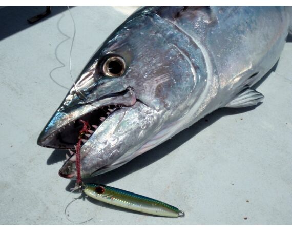 Fauna goes Madagascar! jan 27