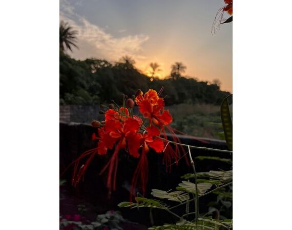 Guinee Bissau groepsreis nov 26