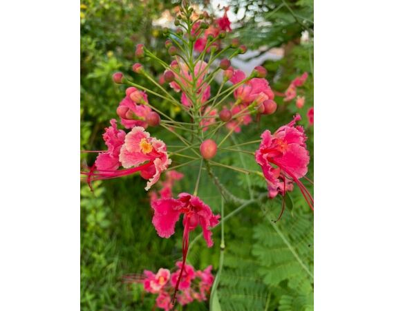 Guinee Bissau groepsreis nov 26