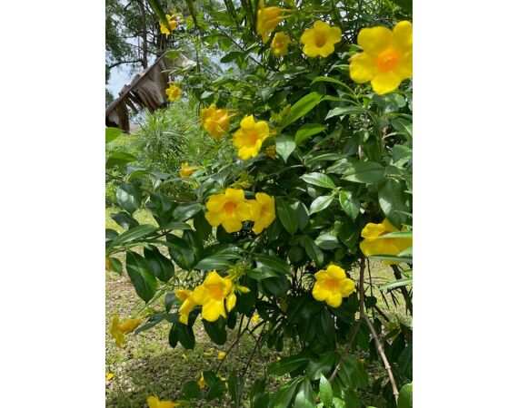 Guinee Bissau groepsreis nov 26