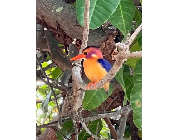 Guinee Bissau groepsreis nov 26