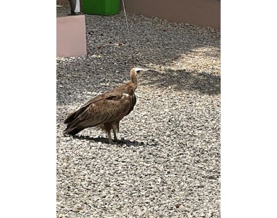 Guinee Bissau groepsreis nov 26