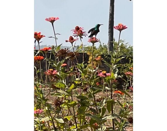 Guinee Bissau groepsreis nov 26