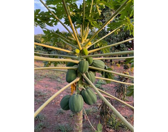 Guinee Bissau groepsreis nov 26