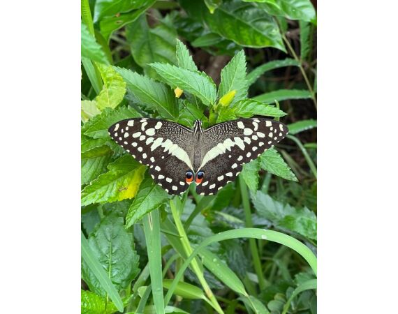 Guinee Bissau groepsreis nov 26