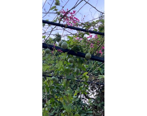 Guinee Bissau groepsreis nov 26