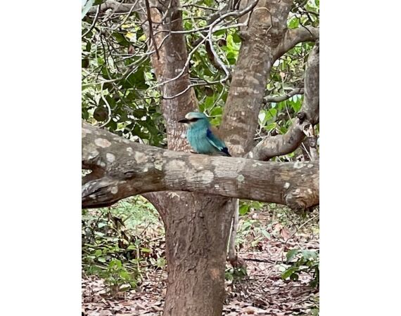 Guinee Bissau groepsreis nov 26