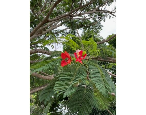 Guinee Bissau groepsreis nov 26