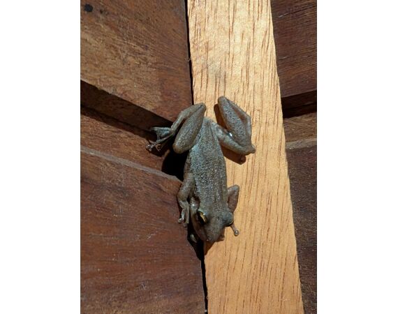 Arapaima Bolivia sep 2027