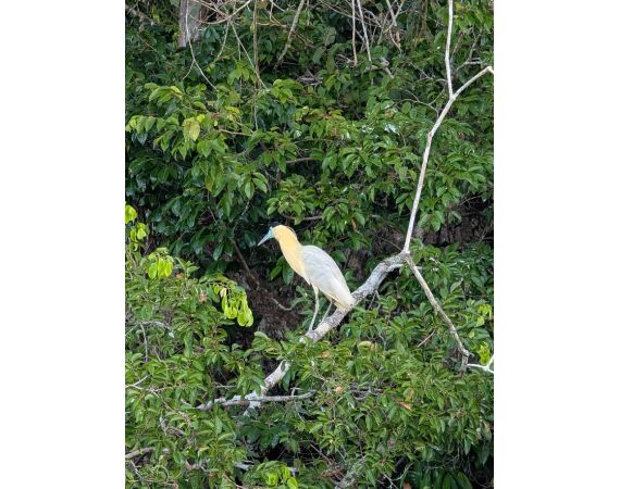 Arapaima Bolivia sep 2027