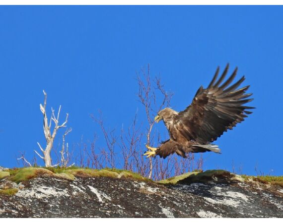 Nipro Noorwegen Festival sep 2027