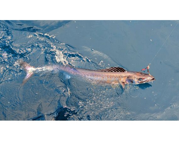 Robinson Crusoe, Chili feb 2027