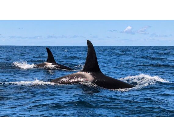 Robinson Crusoe, Chili feb 2027