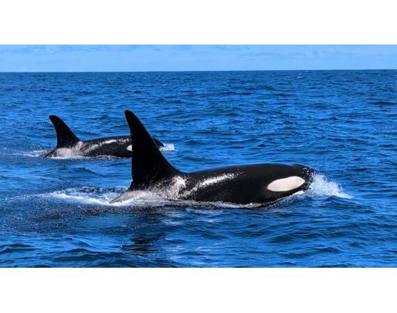 Robinson Crusoe, Chili feb 2027