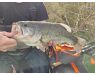 Spaanse bellyboat Black Bass